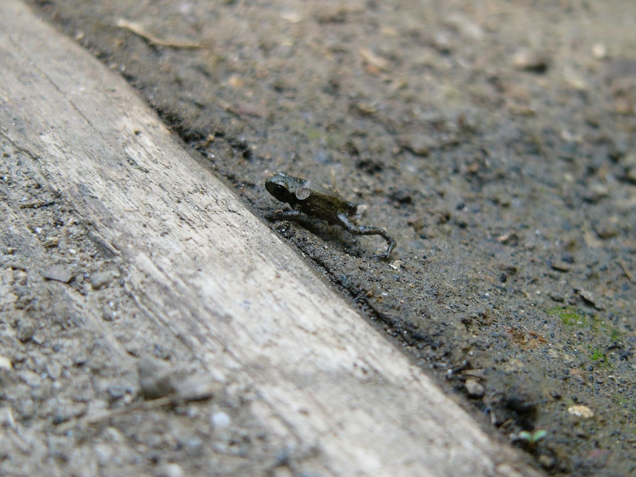 piccolo anfibio, valle del Treja, Lazio - Bufo bufo